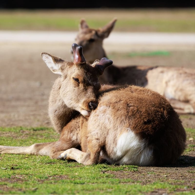 A chestnut-brown deer with white spots and upright antlers standing in a glade. (gallery image 4)