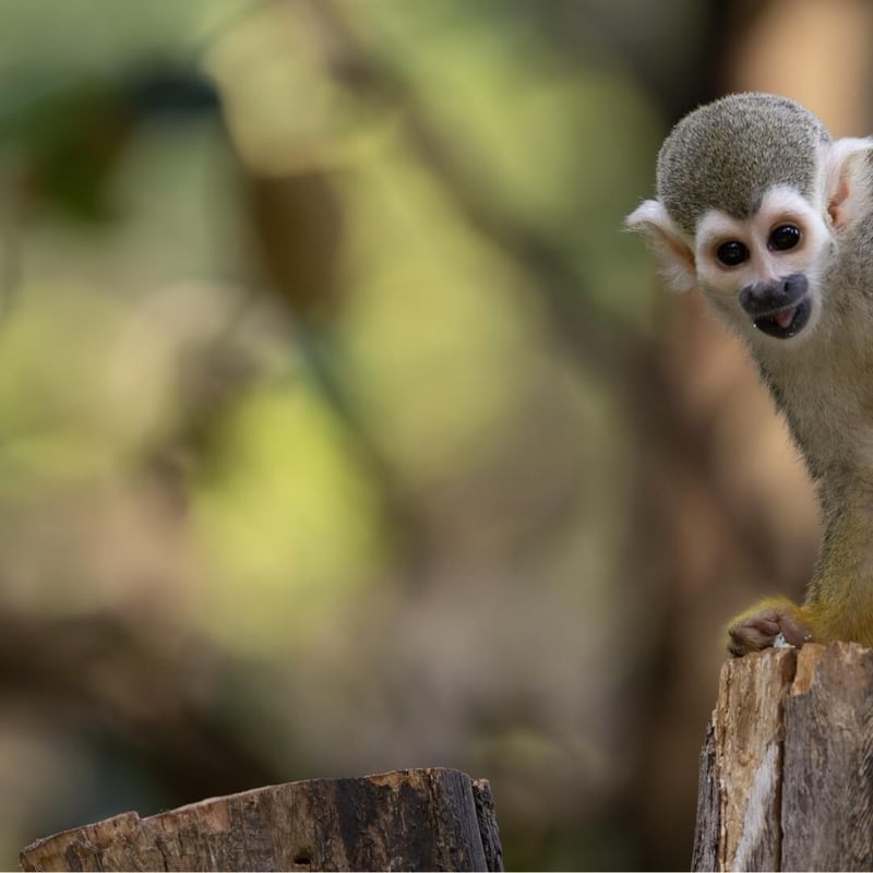 A small monkey with a grey-green body, yellow limbs, and a white mask around its eyes. (gallery image 1)