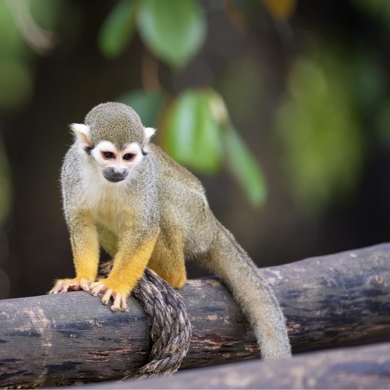 A small monkey with a grey-green body, yellow limbs, and a white mask around its eyes. (gallery image 2)