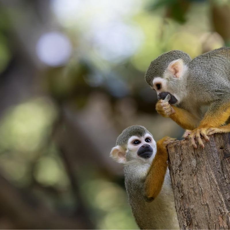 A small monkey with a grey-green body, yellow limbs, and a white mask around its eyes. (gallery image 3)