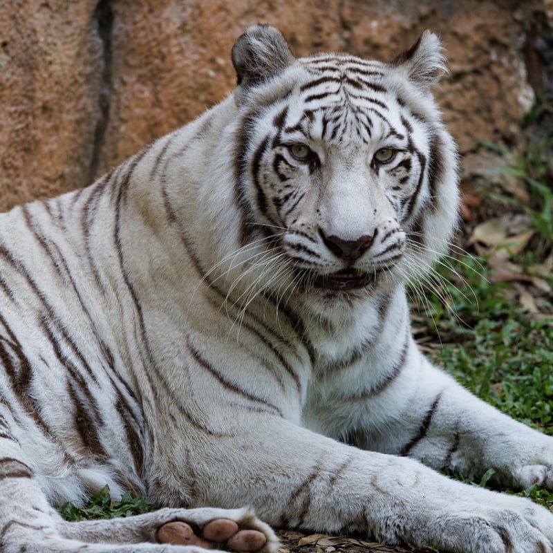 A large cat with creamy white fur, chocolate-brown stripes, and bright blue eyes. (gallery image 1)