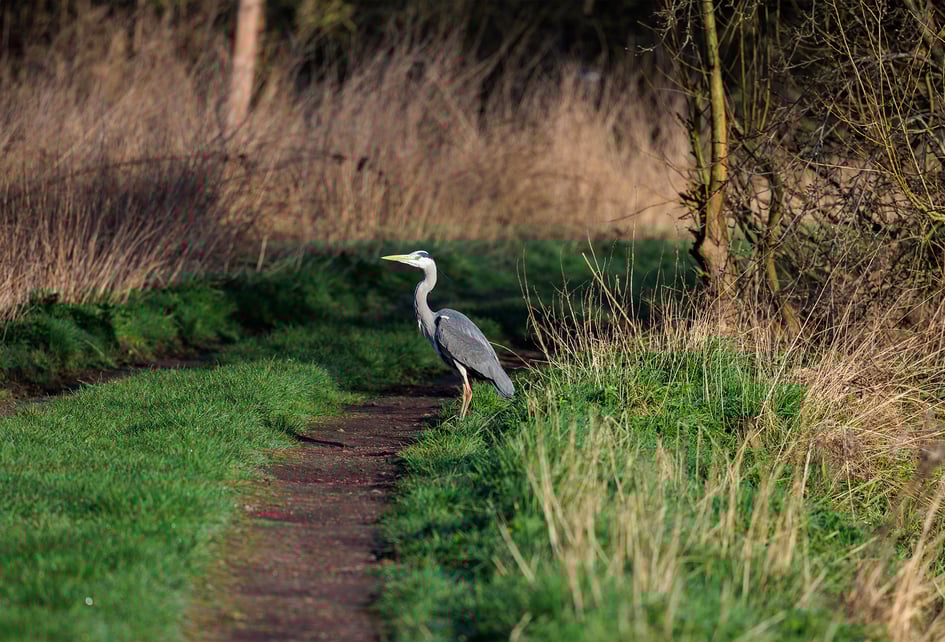 A Grey Heron standing alert beside a marshy waterway at Attenborough Nature Reserve
