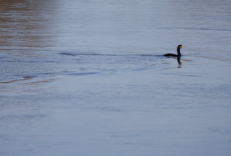 A Cormorant swimming alone across open water at Attenborough Nature Reserve