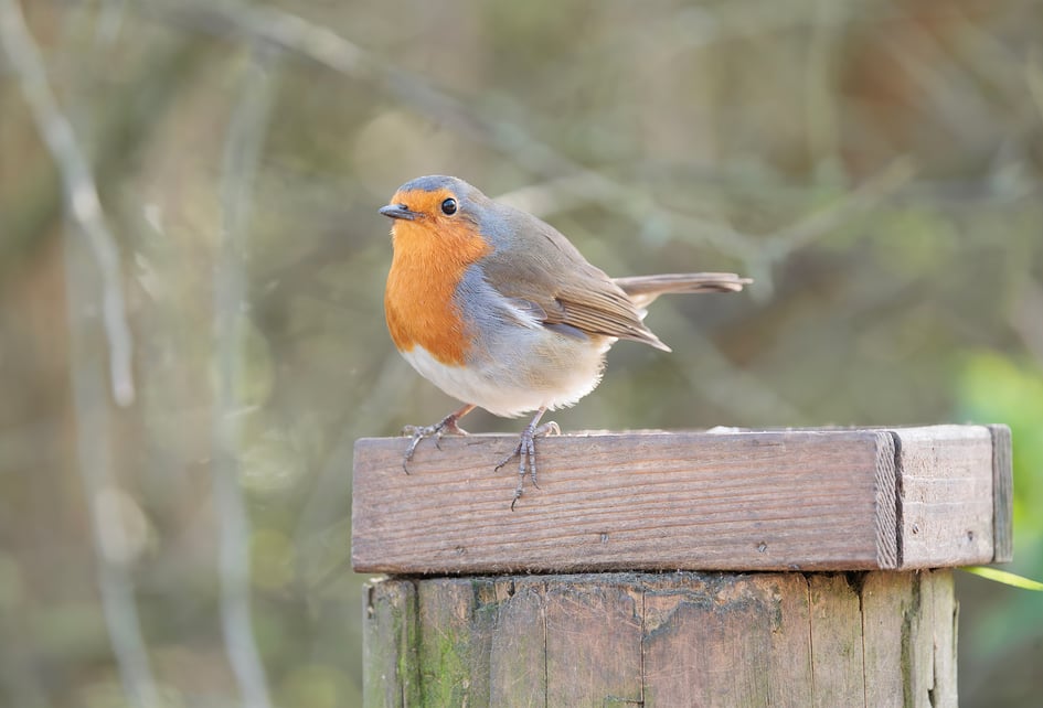 A Robin perched upright on a wooden post at Attenborough Nature Reserve