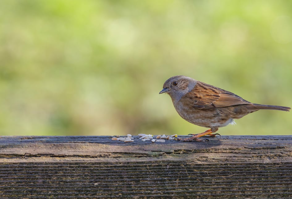 A Dunnock perched on a wooden rail foraging among scattered seed at Attenborough Nature Reserve