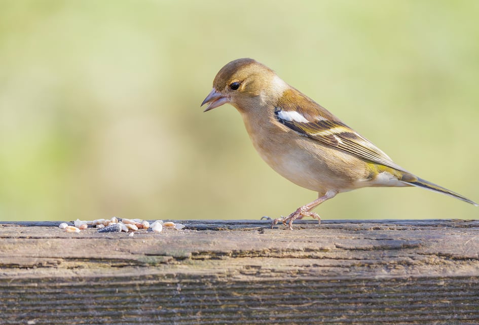 A Chaffinch foraging on a wooden surface among scattered seed at Attenborough Nature Reserve