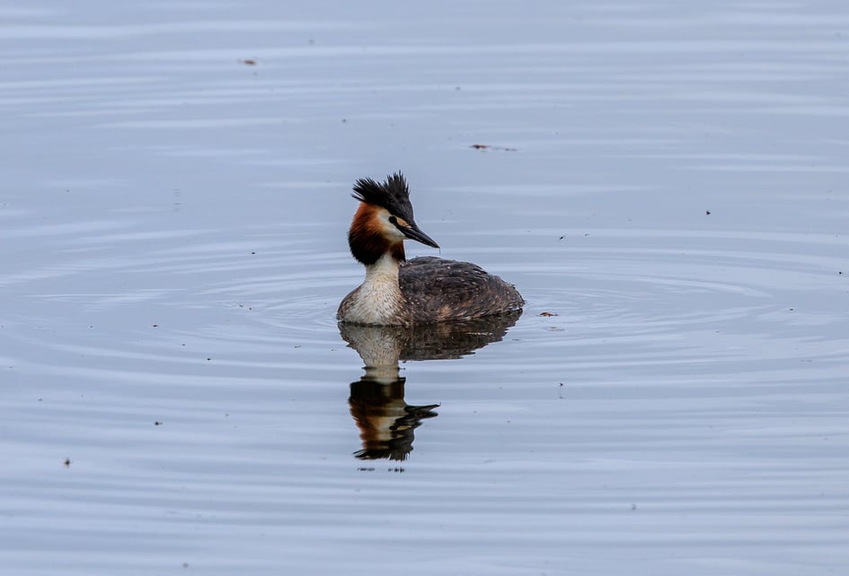 A Great Crested Grebe swimming on a lake at Attenborough Nature Reserve