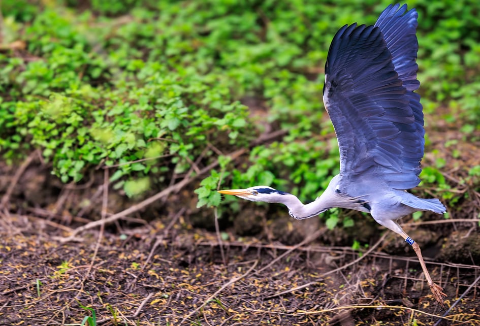 A Grey Heron in flight across the water at Attenborough Nature Reserve