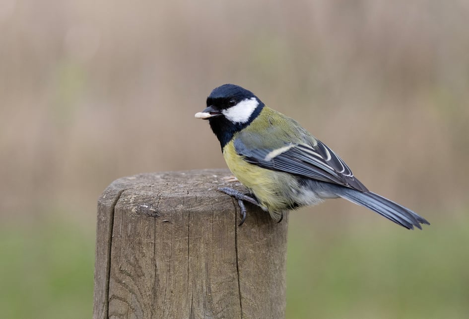 A Great Tit perched on a wooden feeding rail at Attenborough Nature Reserve