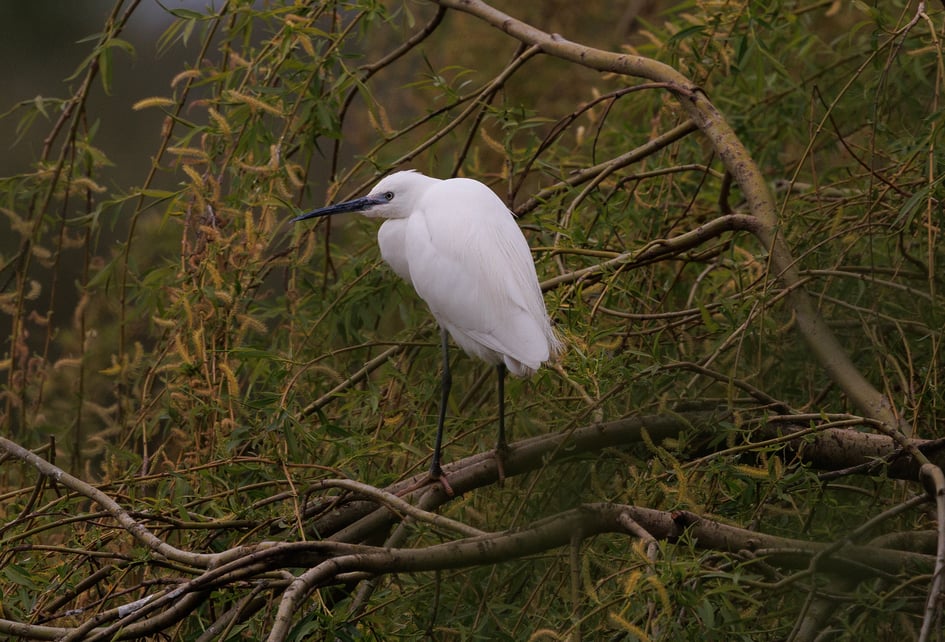 A Little Egret on perch at Attenborough Nature Reserve