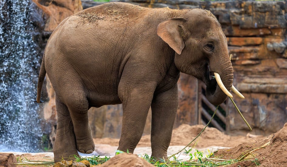 An Asian Elephant photographed up close