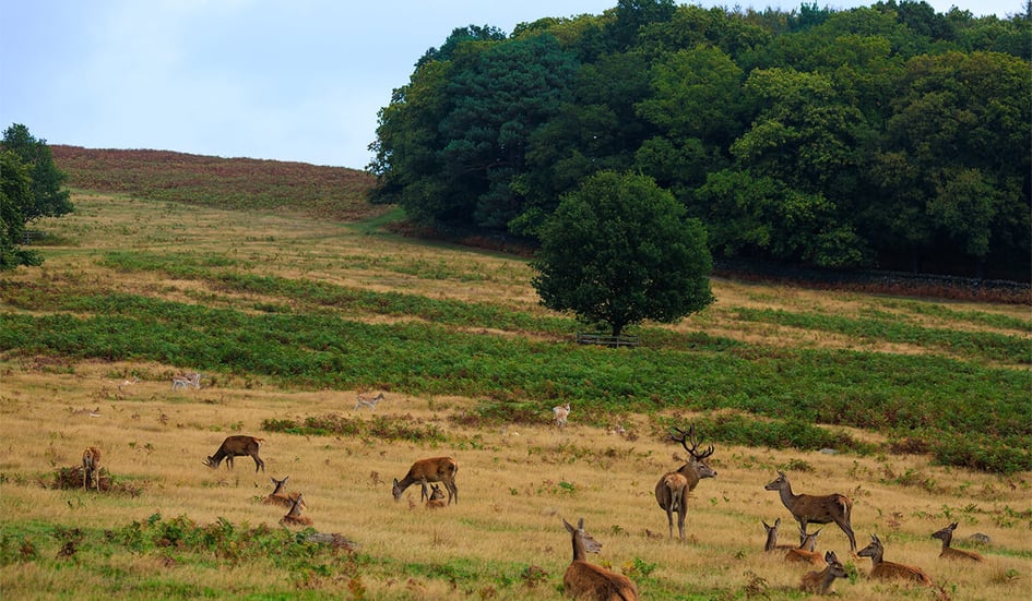 A Red Deer stag at Bradgate Park