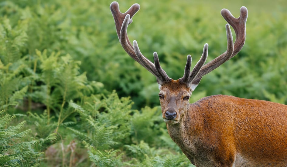 Red Deer at Bradgate Park in the autumn landscape
