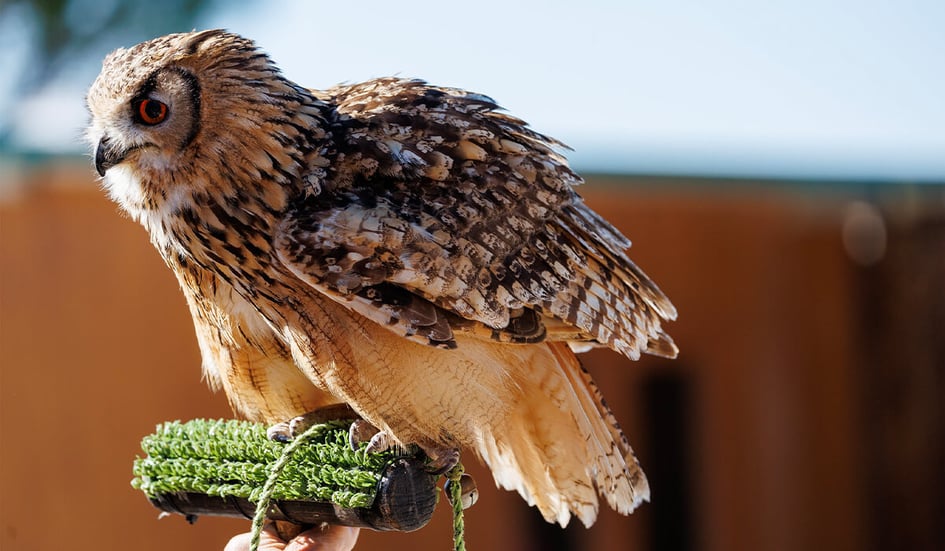 An Eagle Owl perched, showing incredible detail in its feathers