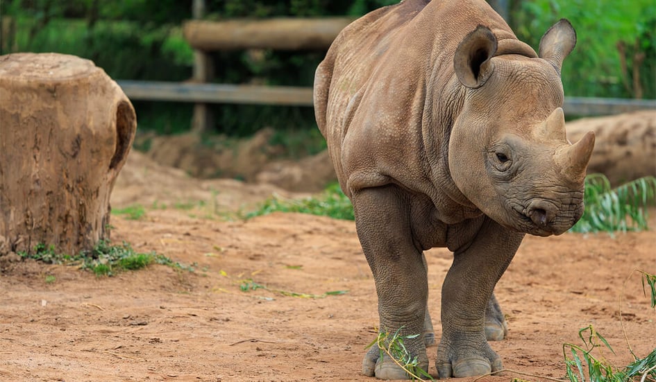 An Elephant in its enclosure