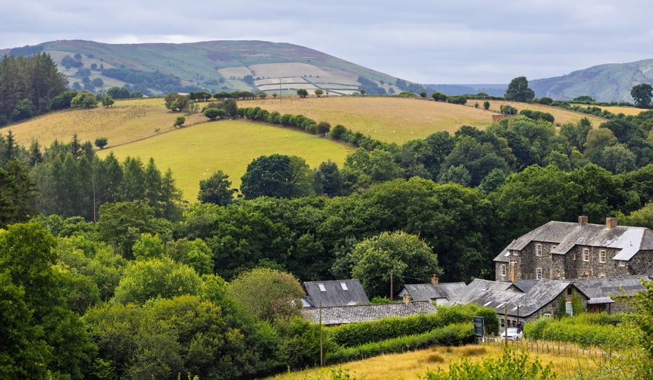 Red kite feeding at Grigin Farm 2