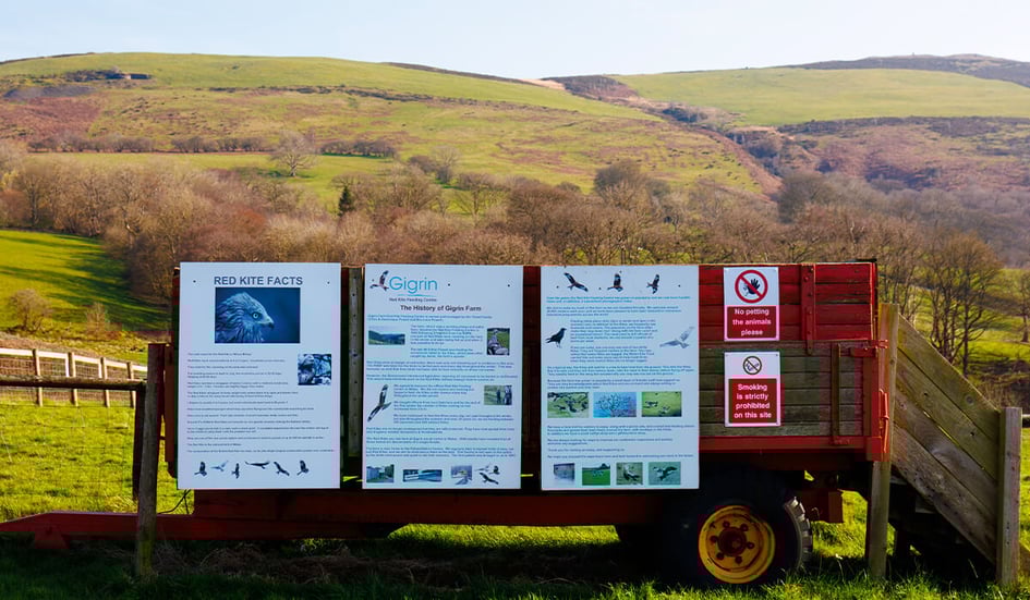 Red Kite facts and information