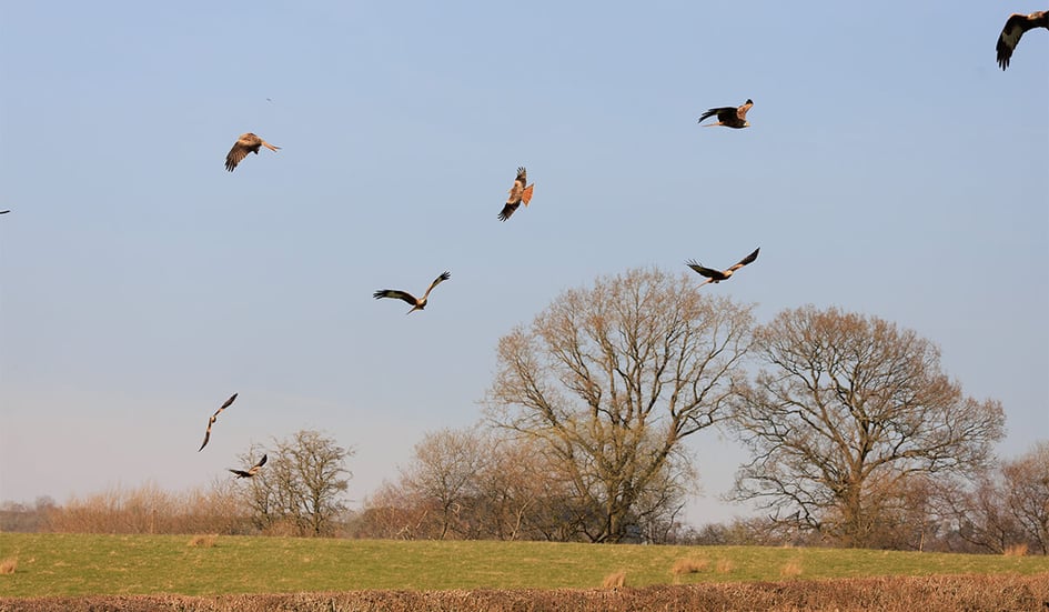 Red Kites gathered on the field at the feeding station