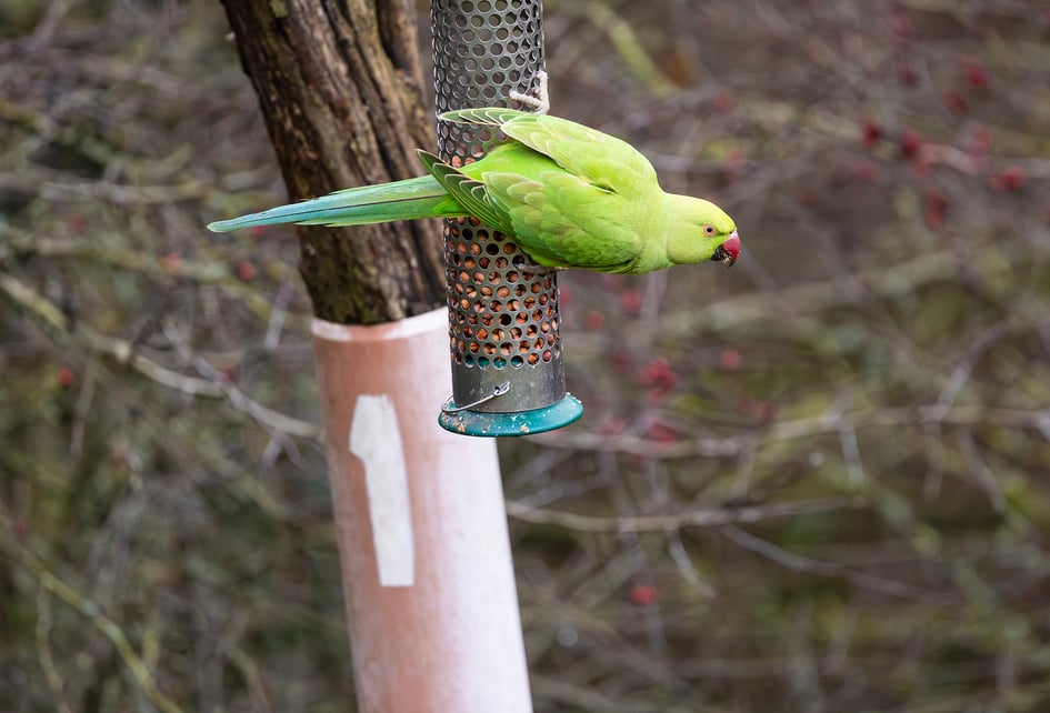A Ring-necked Parakeet perched near a feeder at RSPB Sandwell Valley