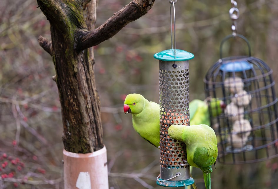 A close-up portrait of a Ring-necked Parakeet